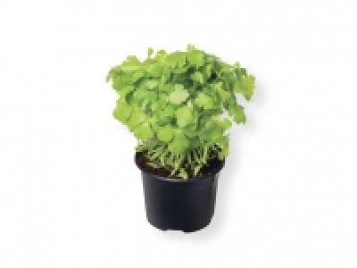 Perejil 0.99 €