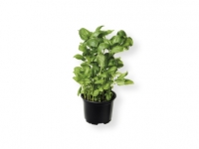 Albahaca 0.99 €
