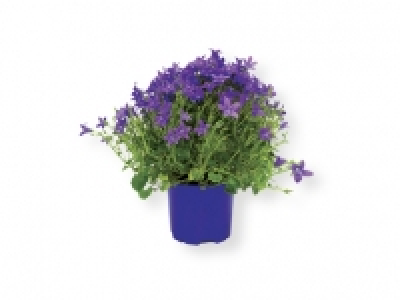 Campanula 2.99 €