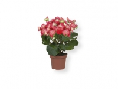 Begonia 2.99 €