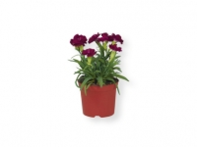 Claveles 1.19 €