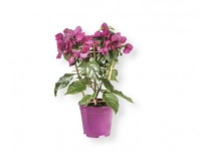 Buganvilia espaldera 5.99 €