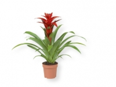 Bromelia 4.99 €