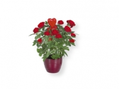 Rosal/Kalanchoe 5.99 €