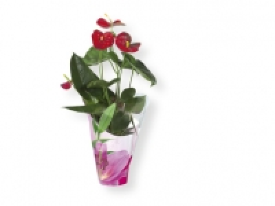 Plantas con flor 7.99 €