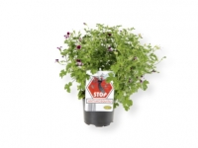 Geranio antimosquitos 1.99 €