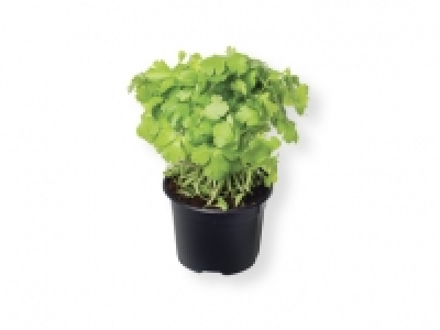 Hierbas aromáticas 0.59 €