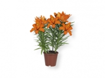 Lirio asiático 3.99 €