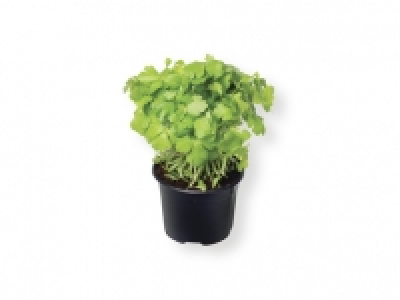 Hierbas aromáticas 0.79 €