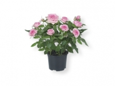 Rosal 1.39 €