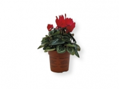 Ciclamen 1.99 €