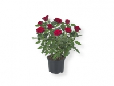 Rosal 1.99 €