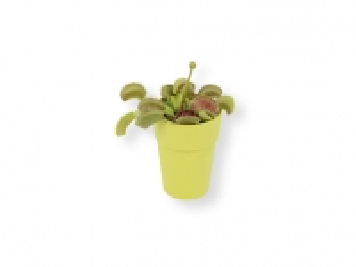 Planta carnívora 3.99 €