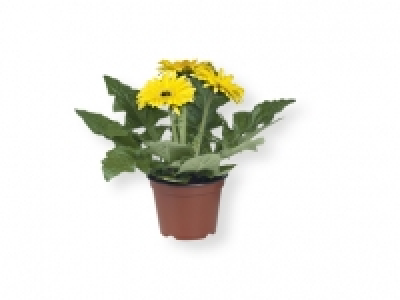 Plantas con flor 2.49 €