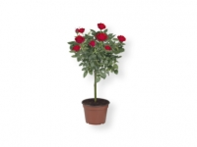 Rosal de pie alto 4.99 €
