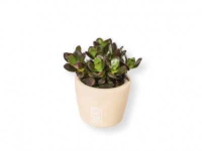 Suculentas 1.99 €