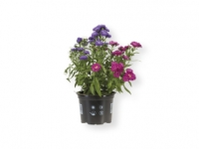 Planta con flor 2.99 €