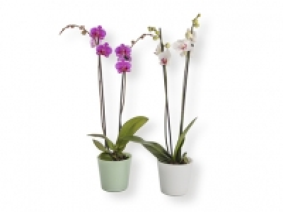 Phalaenopsis 8.99 €