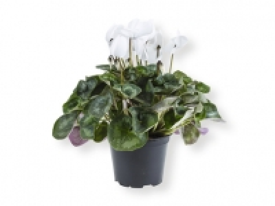 Ciclamen 2.99 €