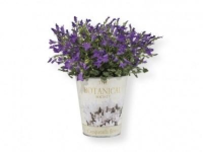 Campanula 2.99 €