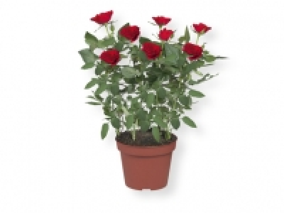 Rosal 2.49 €