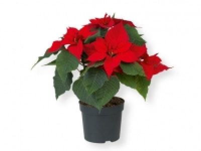 Flor de Pascua 2.99 €