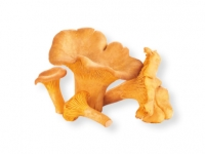 Rebozuelo 3.29 €