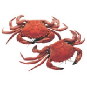 Nécora cocida grande 7-8 pzas/kg 19.95 €