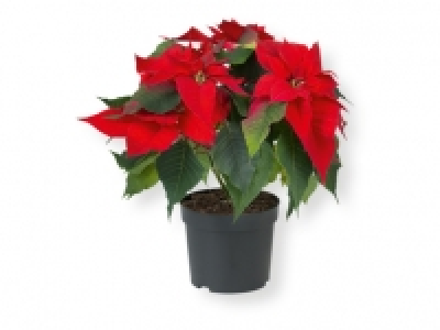 Flor de Pascua 1.99 €