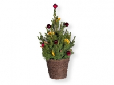 Abeto enano 9.99 €