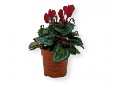Ciclamen 2.49 €