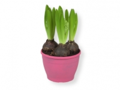 Jacinto 1.99 €