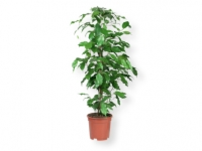 Plantas de interior 4.99 €