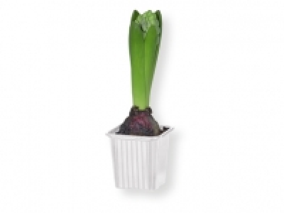 Jacinto 0.99 €