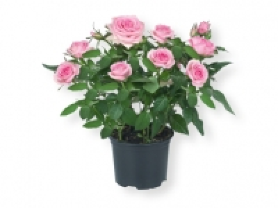 Rosal 2.99 €
