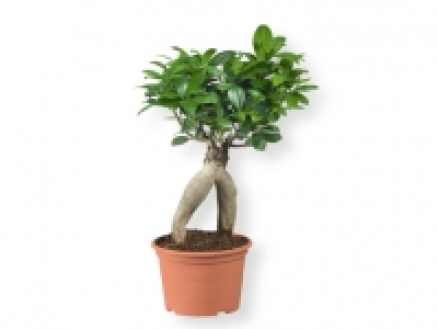 Ficus ginseng 6.99 €