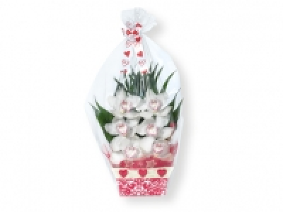 Arreglo de 6 orquídeas 6.99 €
