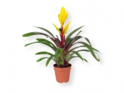 Vriesea / Guzmania 4.99 €