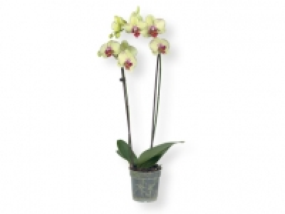 Orquídea 2 tallos 8.99 €