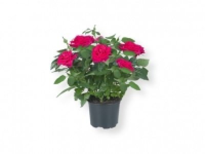 Rosal 2.49 €