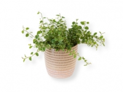 Plantas verdes 3.49 €