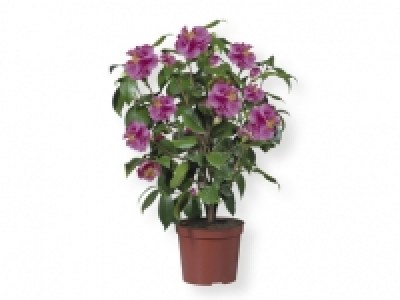 Camelia 9.99 €