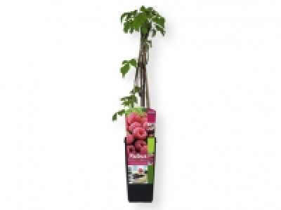 Arbusto frutos del bosque 3.99 €