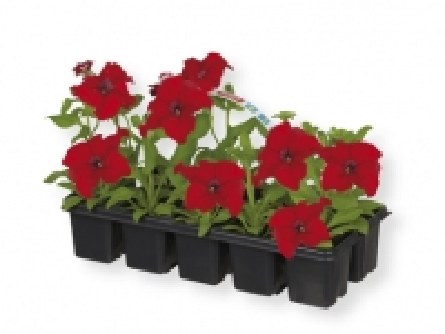 Plantas decorativas 2.99 €