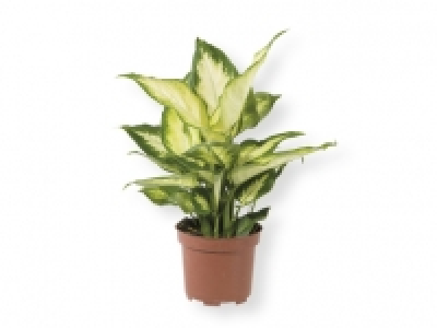 Plantas verdes 2.99 €