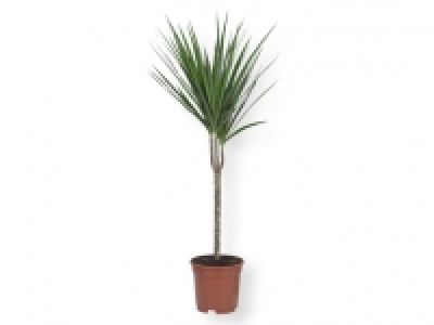 Planta de interior 4.99 €