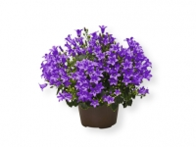 Campanula 2.99 €