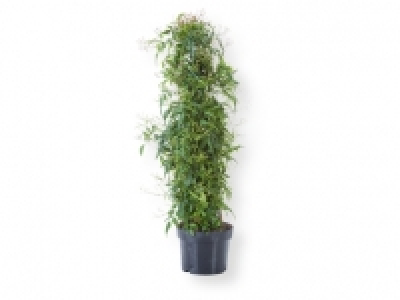 Jazmín 9.99 €