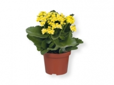 Planta con flor 2.99 €