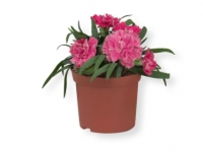 Clavel 1.49 €